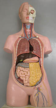 Torso Model with Organs